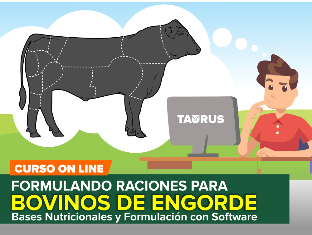 Curso On Line: Formulando Raciones para Bovinos de Engorde