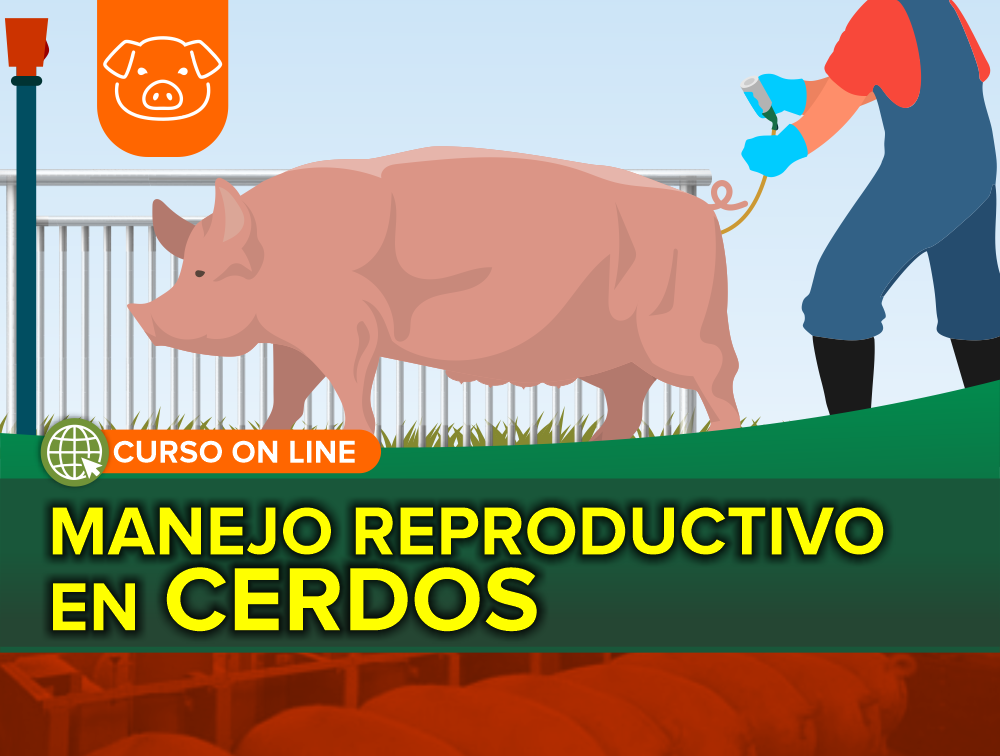 Curso On Line: Manejo Reproductivo en Cerdos