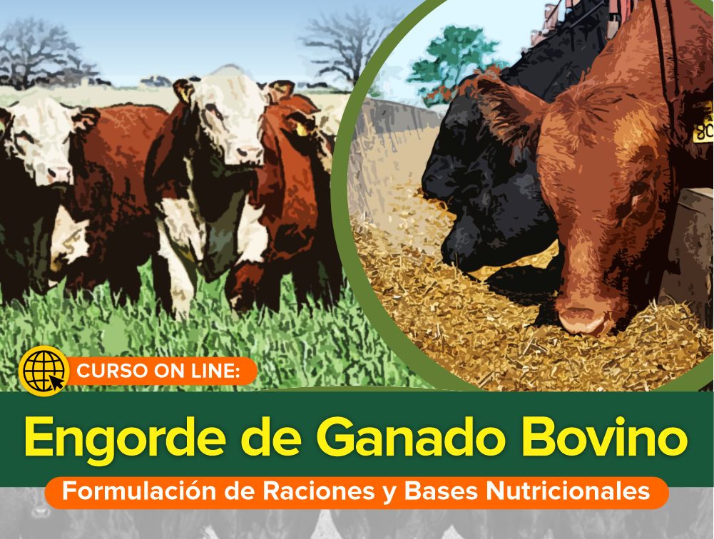 Curso On Line: Engorde de Ganado Bovino – Formulación de Raciones y Bases Nutricionales