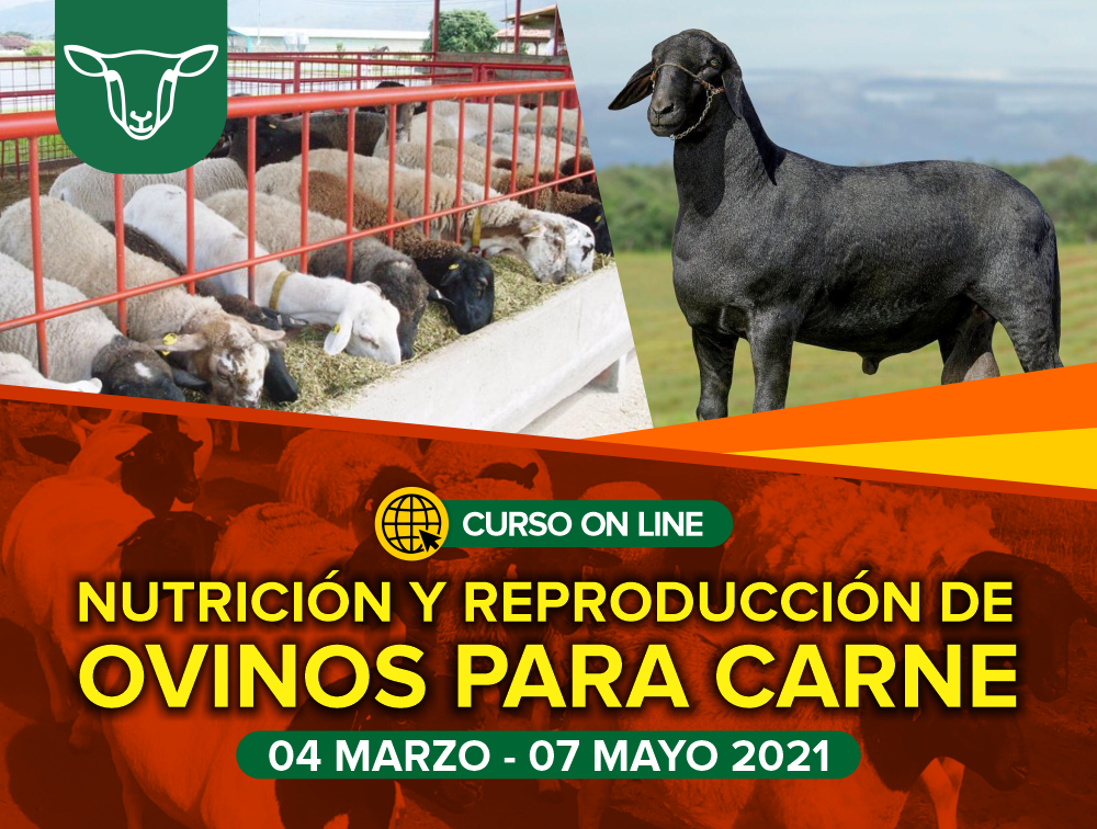 Curso On Line: Nutrición y Reproducción de Ovinos para Carne