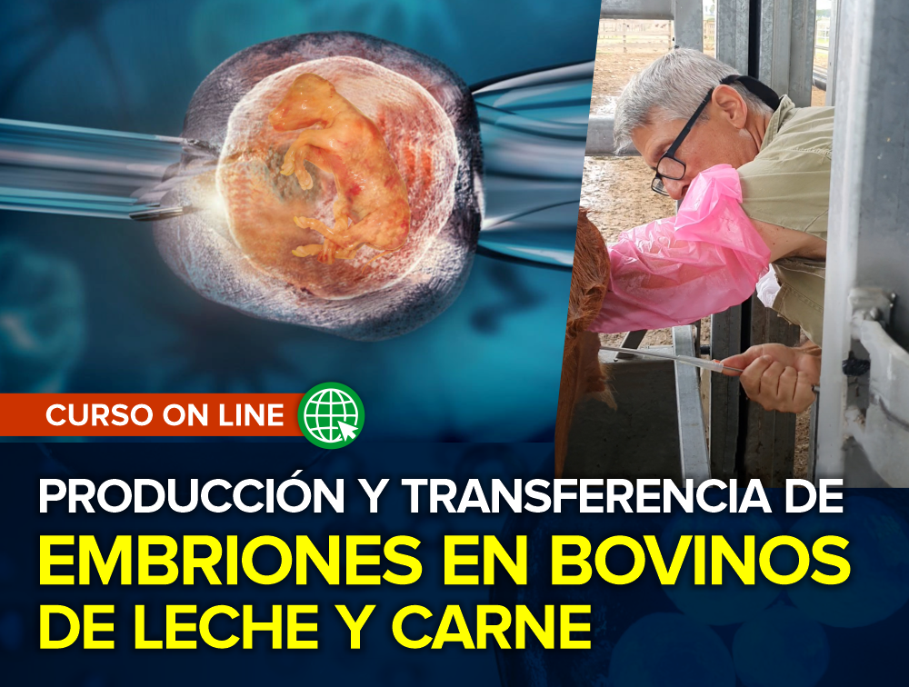 Curso On Line: Producción y Transferencia de Embriones en Bovinos de Leche y Carne