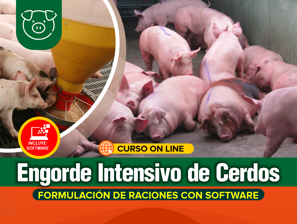 Curso On Line: Engorde Intensivo de Cerdos – Formulación de Raciones + Software