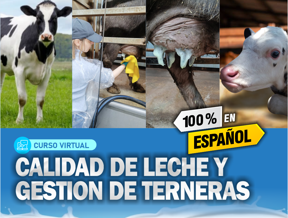 Curso Virtual: Calidad de Leche y Gestión de Terneras – 100% en español