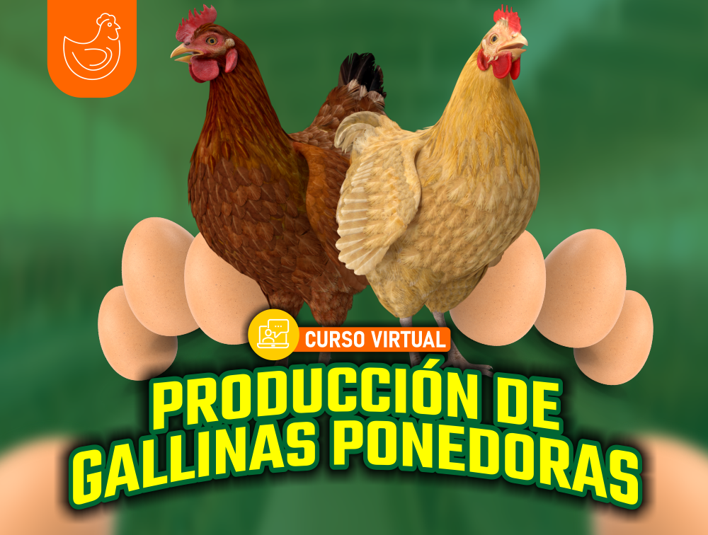 Curso Virtual: Producción de Gallinas Ponedoras 2024